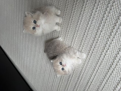 British longhair erkek