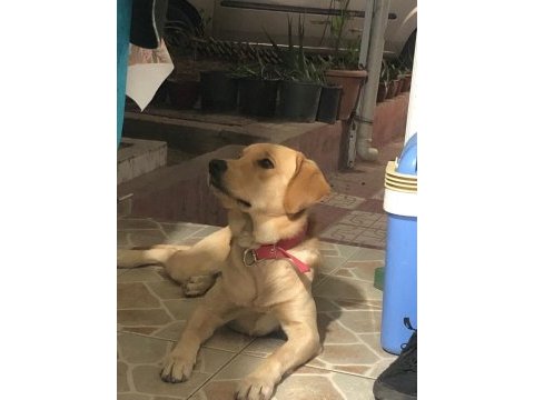 Labrador köpeği erkek
