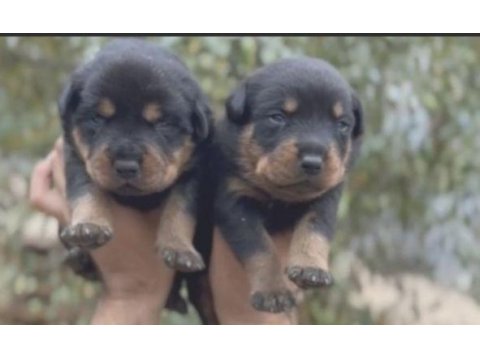 Rottweiler yavruları