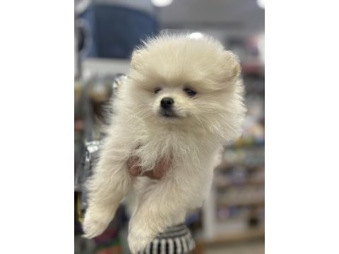 Dünya güzeli pomeranian boolar