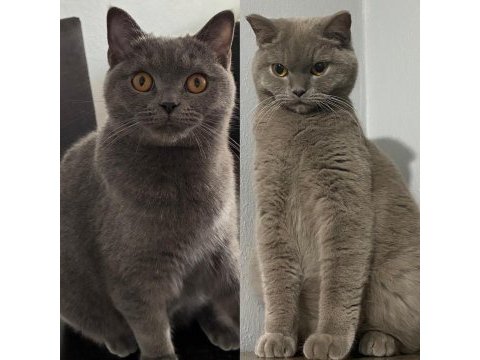 Kedilerimiz alya ve zara ya yuva arıyoruz