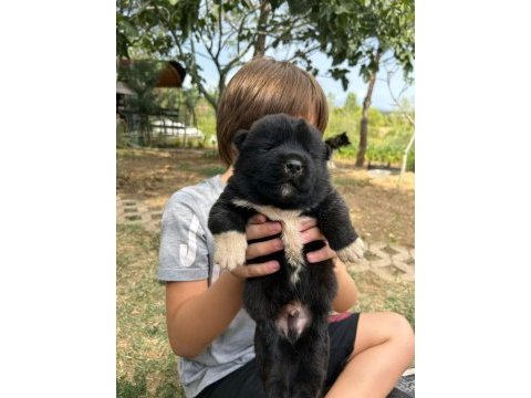 Safkan amerikan akita inu