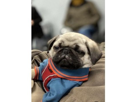 Güzel pug yavrumuz yeni yuvasını arıyor