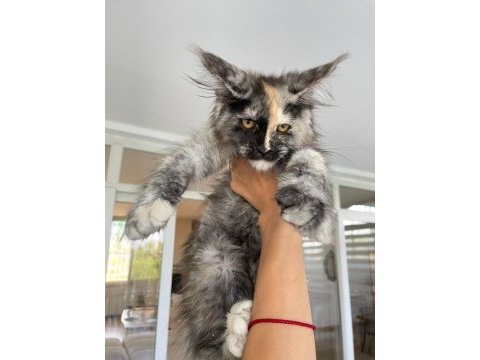 Show class mainecoon yavruları (faturalı) 