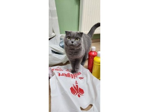 Dişi kısır scottish fold kızımız ücretsiz