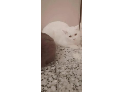 British shorthair pofuduklar