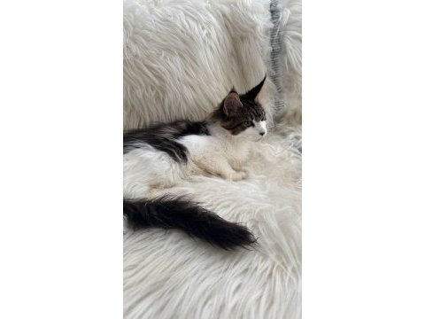 Nadir renklerde safkan maine coon yavruları