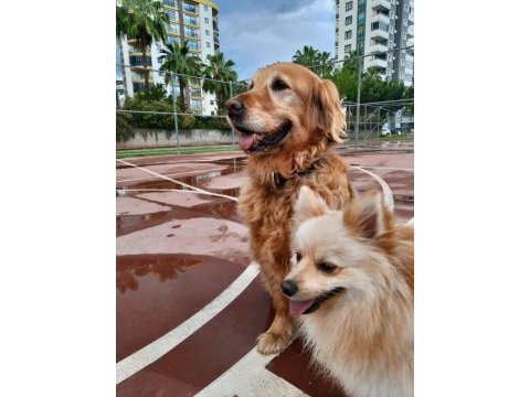 Özenle bakabilecek yeni bir aile arıyoruz ücretsiz köpeğim