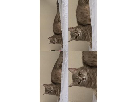 Kırma kedi anne ve yavruları için yuva arıyorum