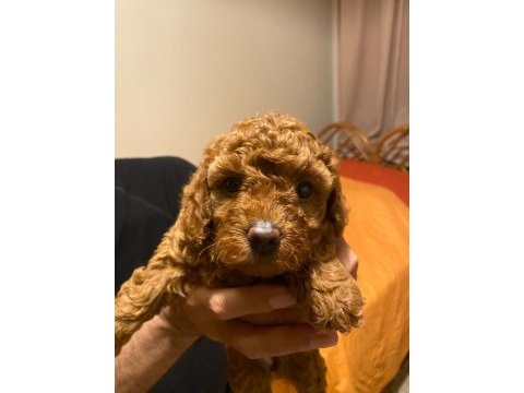 Secereli anneden toy poodle yavru
