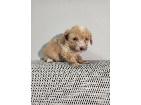 Birbirinden sevimli maltipoo yavrular