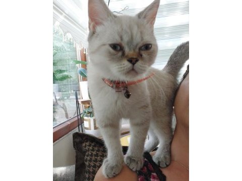 Annesi babası safkan british 4 aylık