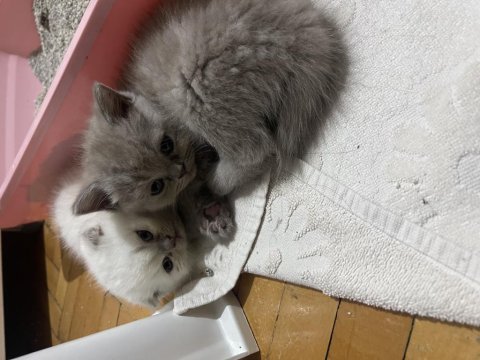 Scottish fold blue point