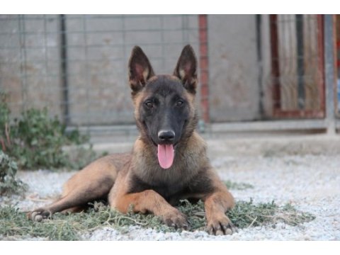 Fcı şecere 10 aylık dişi malinois köpeği