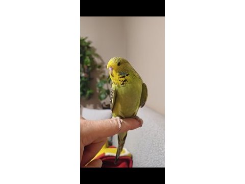 Yavru muhabbet kuşu show jumbo