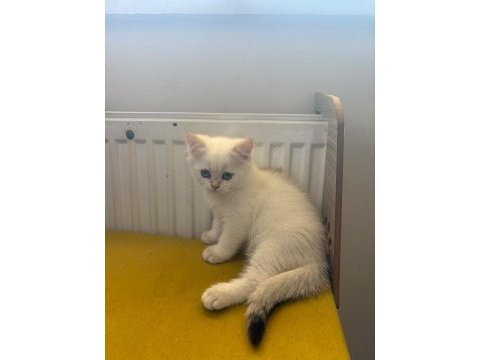 British shorthair kedisi