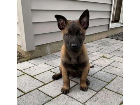 2 aylık belçika kurdu (malinois) yavrularım