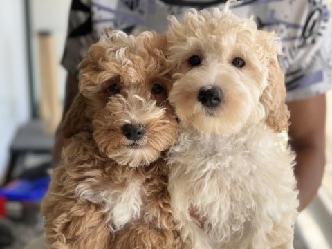 Wc eğitimli maltipoo lar petmode den