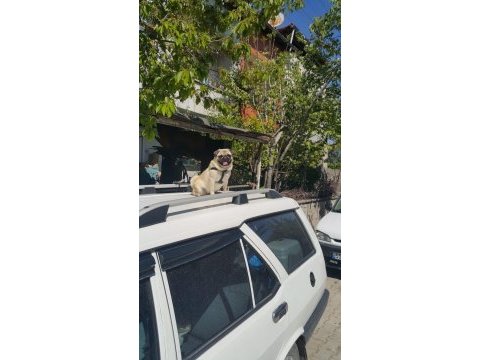 Pug mops paşa sevimli haylaz