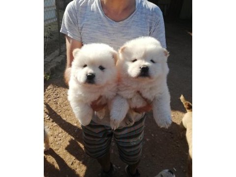 Sağlık ve ırk garantili chow chow yavrularımız