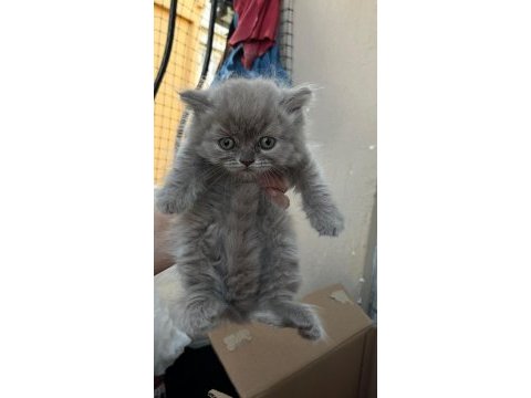 British longhair yavru antalya