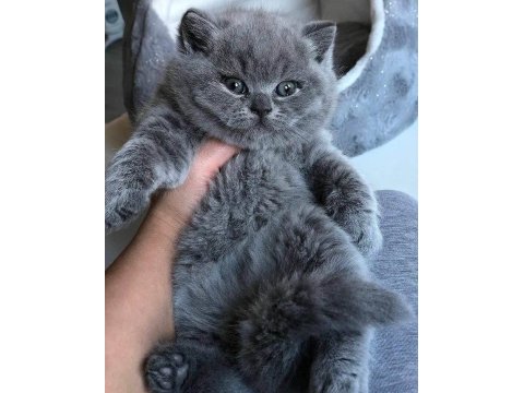 Kaliteli british shorthair sağlıklı yavrular