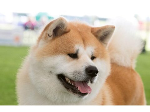 Akita japon a kalite tüm illere gönderim