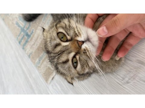 Scottish fold