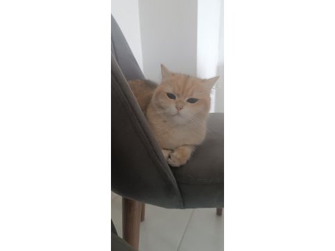 Kısır 2 yaşında kedimiz sahiplendirilecek