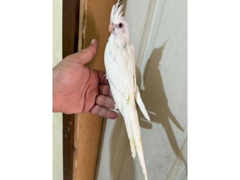45 günlük kusursuz albino bebek sultanlar