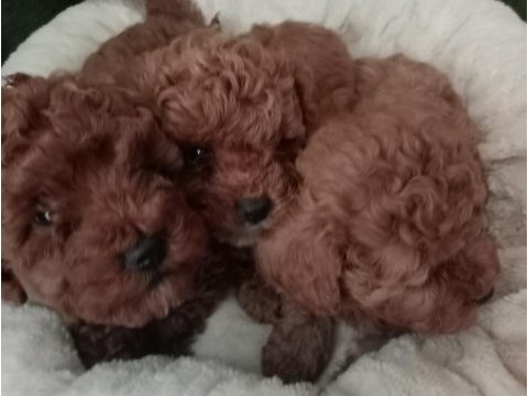Dişi ve erkek poodle yavrular