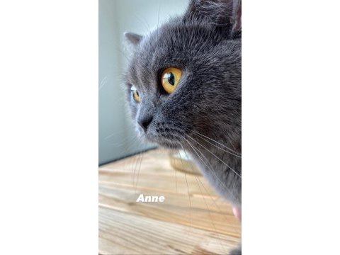 Gri british shorthair