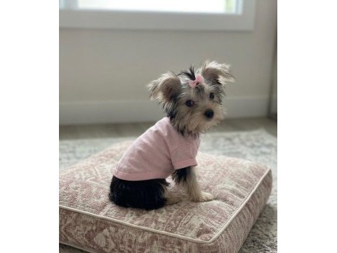 Teacup ev ortamından yavru köpekler
