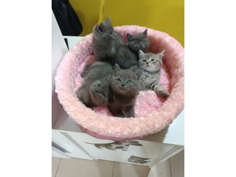 Biblo gibi british shorthair kediler