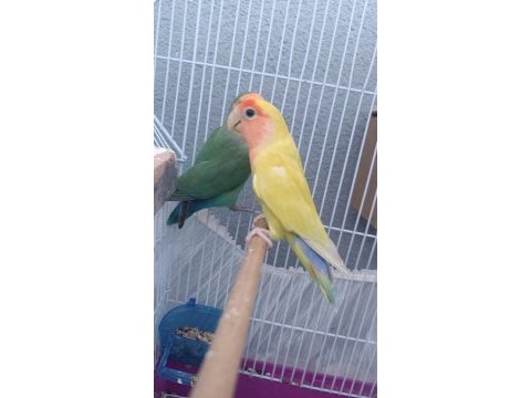 Sevda papağanı iki adet