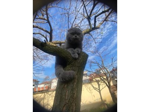 1 yaşında erkek scottish fold erbaadadır aşıları tam