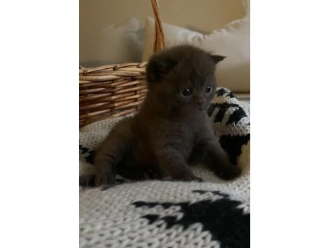British shorthair chocolatte lilac ve fawn bebeklerim