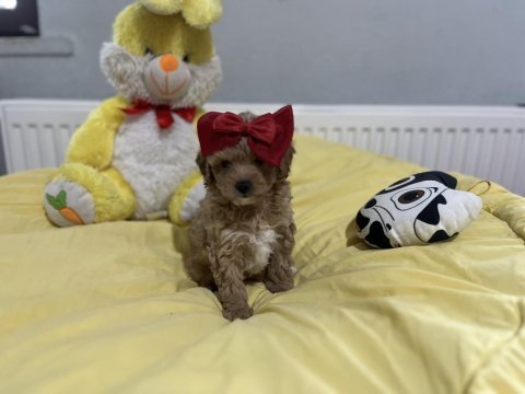 Dişi erkek poodle bebeklerim