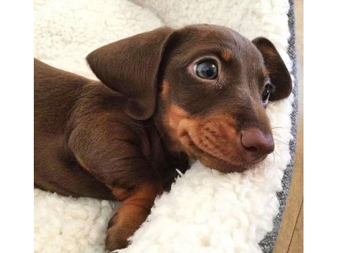 Kısa tüylü mini dachshund sosis yavrular