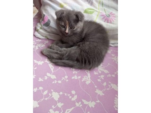 2 aylık 3 scottish fold yavru