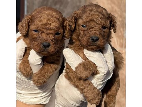 Toypoodle sevimli yavrular ruhsatlı çiftlik 