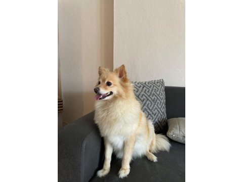 Sevecen pomeranian köpeği