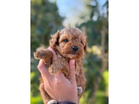 Maltipoo yavru