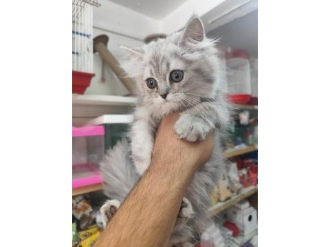 Biritis yavrular yeni yuvaları bekliyor