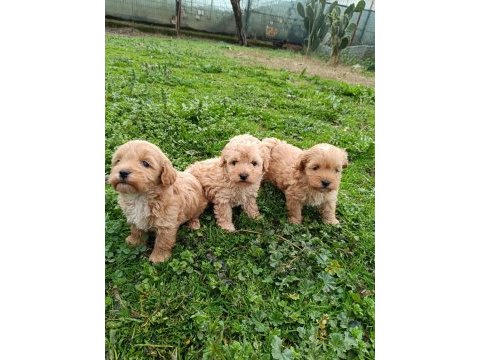 Poodle ayarında maltipoo yavrular