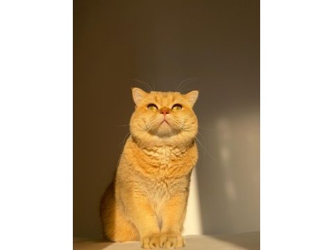 British shorthair golden erkek