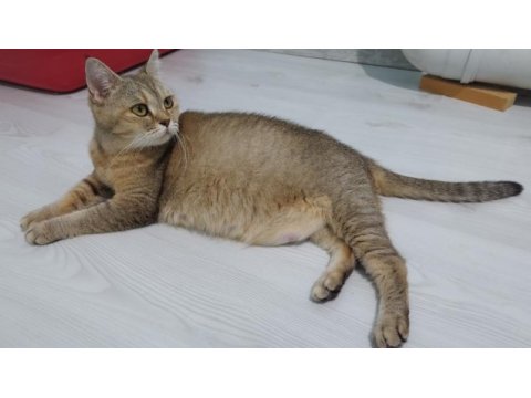 Golden british shorthair