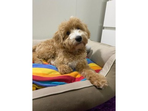 4.5 aylık her şeyi tam maltipoo