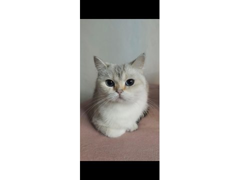 Kedilerim düzgün ailelere sahiplendirme yapılacak