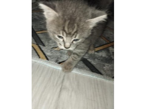 Sahiplendirilecek scottish fold kedisi